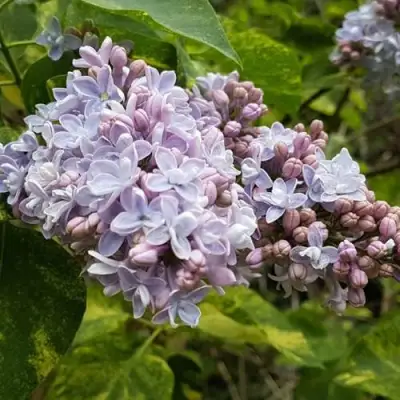 Сирень АУКУБАФОЛИЯ в Бобруйске