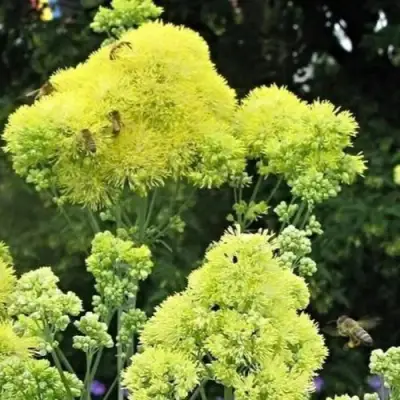 Василистник ГЛАУКУМ желтый в Бобруйске