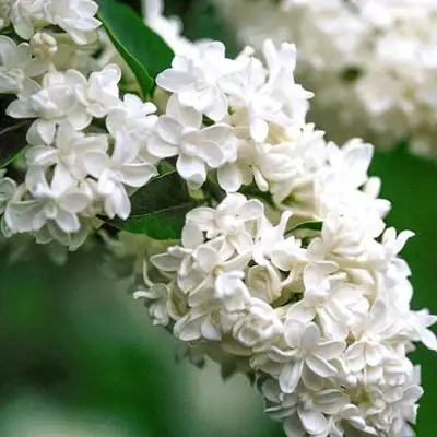 Сирень МАДАМ ЛЕМУАН в Бобруйске