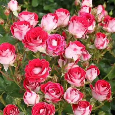 Роза ШОНЕ КОБЛЕНЦЕРИН флорибунда в Бобруйске