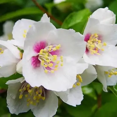 Жасмин БЕЛЬ ЭТУАЛЬ в Бобруйске