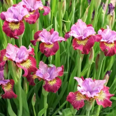 Ирис МИСС ЭППЛ сибирский в Бобруйске