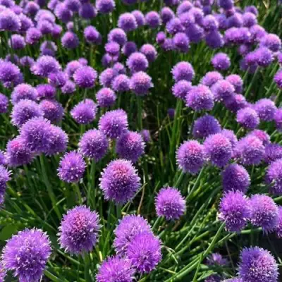 Лук-шнитт в Бобруйске