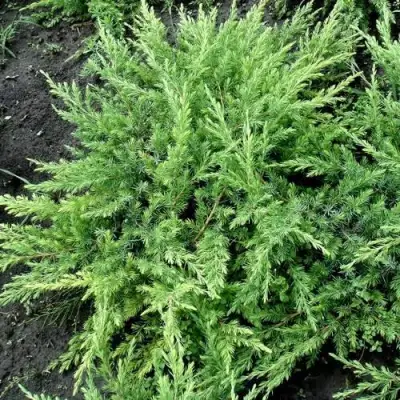 Можжевельник ШЛЯГЕР прибрежный в Бобруйске