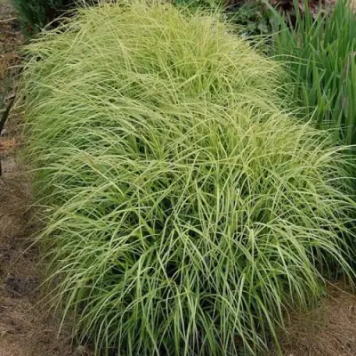 Осока ВАРИЕГАТА пальмолистная в Бобруйске