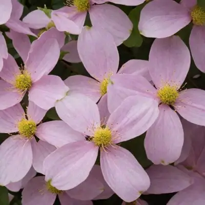 Клематис ГОРНЫЙ в Бобруйске