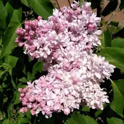 Сирень МИЛОСЕРДИЕ в Бобруйске