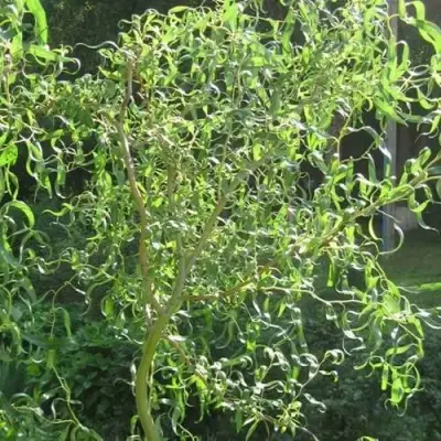 Ива МАТСУДАНА в Бобруйске