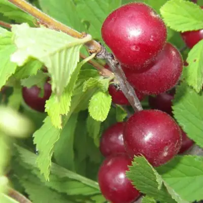 Вишня персиковая АФЛОЦЕРАЗУС в Бобруйске