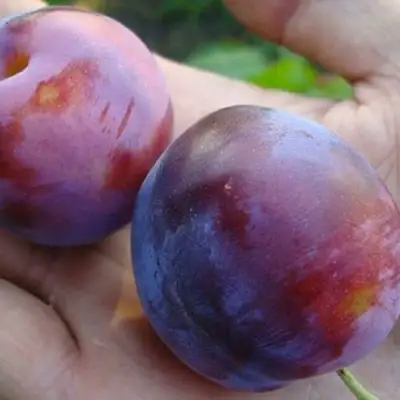 Слива РЕНКЛОД в Бобруйске