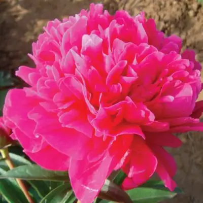 Пион РУБИНОВЫЙ СВЕТ травянистый в Бобруйске