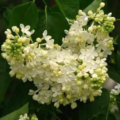 Сирень ПРИМРОУЗ в Бобруйске