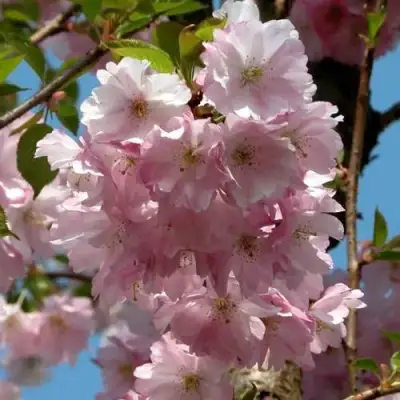 Вишня АККОЛЕЙД цветущая в Бобруйске