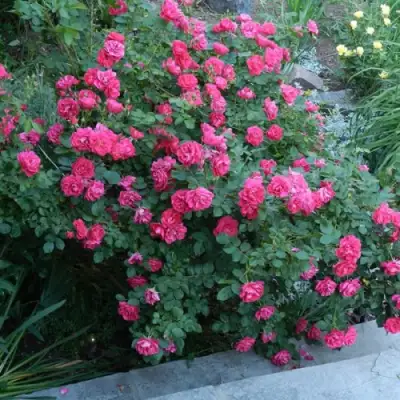 Роза ДЖОРДЖ ВАНКУВЕР флорибунда в Бобруйске