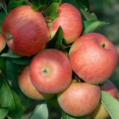 Яблоня ТОПАЗ в Бобруйске