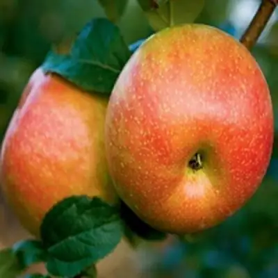 Яблоня ПЕРСИКОВАЯ в Бобруйске