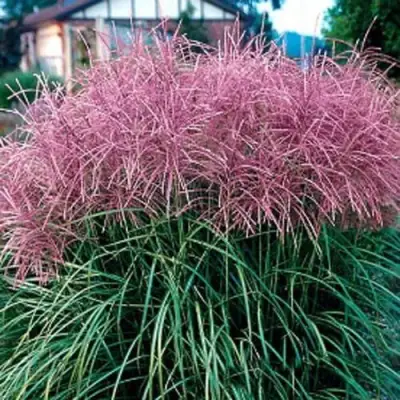 Мискантус МАЛЕПАРТУС китайский  в Бобруйске