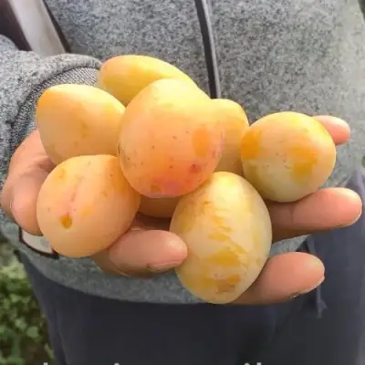 Слива ЯХОНТОВАЯ в Бобруйске