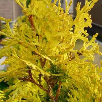 Туя ЕВРОПА ГОЛД западная в Бобруйске