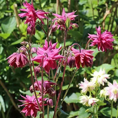 Аквилегия БАРЛОУ БОРДО обыкновенная в Бобруйске