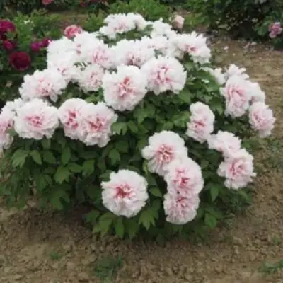 Пион ПЕРСИК ПОД СНЕГОМ древовидный в Бобруйске