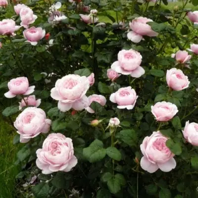 Роза КУИН ОФ СУИДЕН (КОРОЛЕВА ШВЕЦИИ) английская в Бобруйске