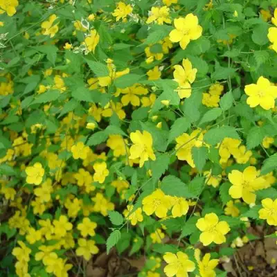 Керрия японская ГОЛДЕН ГИНЕЯ в Бобруйске