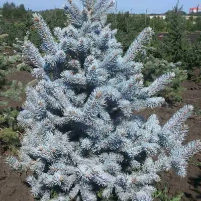 Ель МИСТИ БЛЮ голубая в Бобруйске