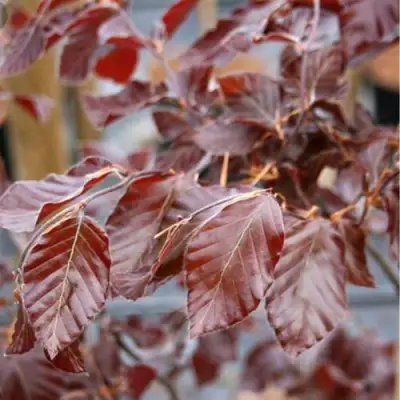 Бук лесной АТРОПУНИЦЕА в Бобруйске