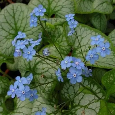 Бруннера ДЖЭК ФРОСТ в Бобруйске