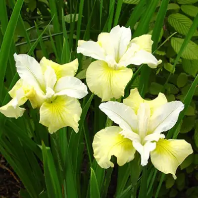 Ирис ЙЕЛЛОУ ТЕЙЛ сибирский в Бобруйске