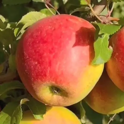 Яблоня САКАВИТА в Бобруйске