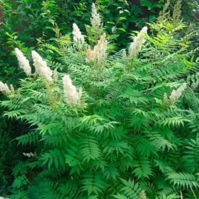 Рябинник рябинолистный СЭМ в Бобруйске