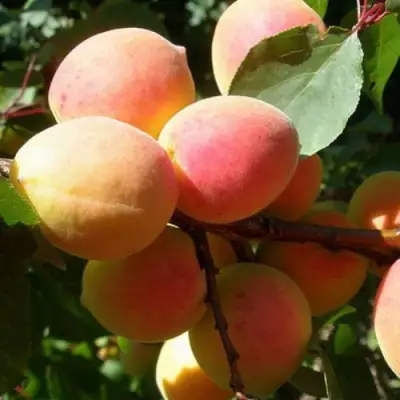 Абрикос СЮРПРИЗ в Бобруйске