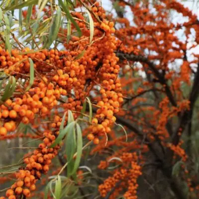 Облепиха СЕРАФИМА в Бобруйске