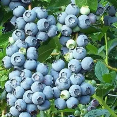 Голубика НОРТЛАНД в Бобруйске