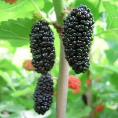 Шелковица ГАЛИЦИЯ в Бобруйске