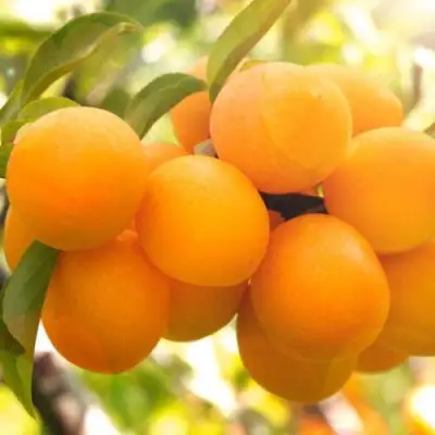 Слива МАРА в Бобруйске