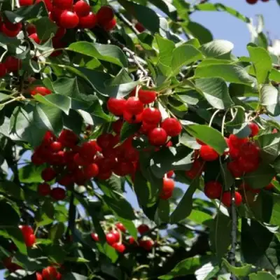 Вишня БРУСНИЦЫНА степная в Бобруйске