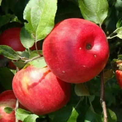 Яблоня ВАЛЕРИЯ в Бобруйске