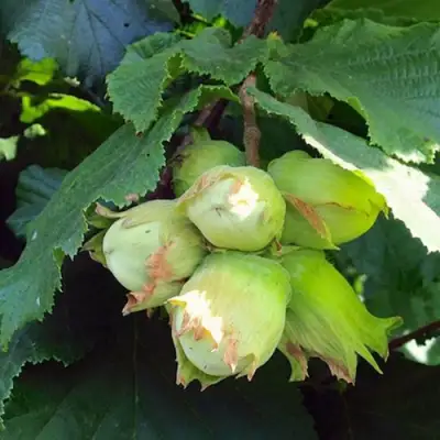 Фундук ТАМБОВСКИЙ РАННИЙ в Бобруйске