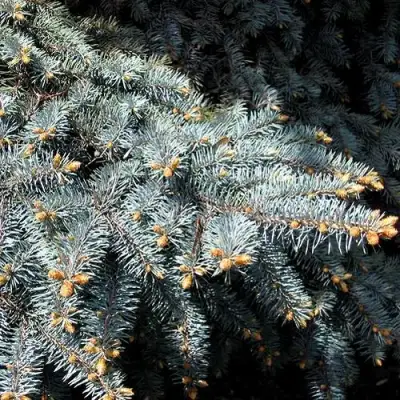 Ель НАНА сизая в Бобруйске