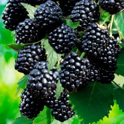 Ежевика ЛОХТЕЙ бесшипная в Бобруйске