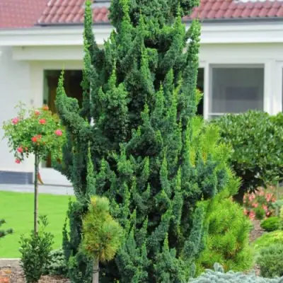 Кипарисовик ВИСЕЛЛИ лавсона в Бобруйске