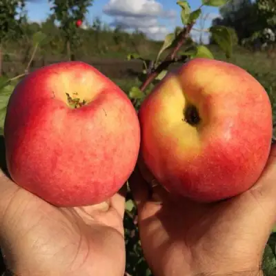 Яблоня КОВРОВОЕ стелющаяся в Бобруйске