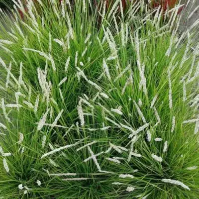 Сейслерия ОСЕННЯЯ в Бобруйске