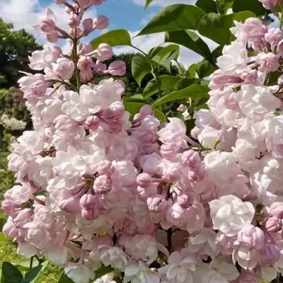 Сирень КРАСАВИЦА МОСКВЫ в Бобруйске