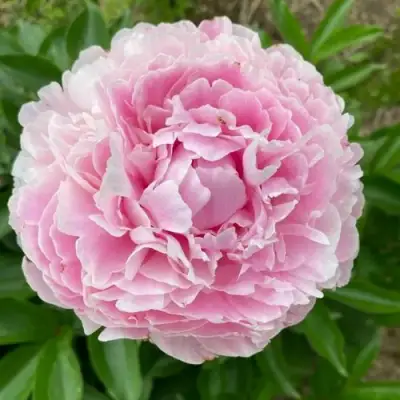 Пион КАТРИН ФОНТЕЙН травянистый в Бобруйске