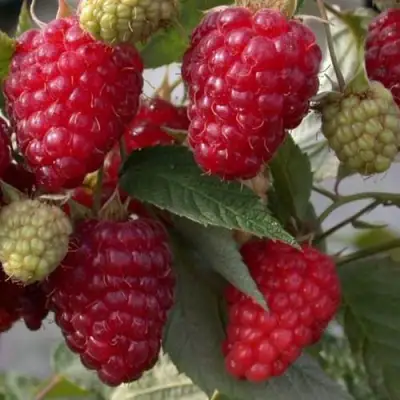 Малина ЭЛЕГАНТНАЯ в Бобруйске