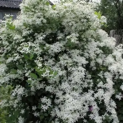 Клематис МАНЬЧЖУРСКИЙ в Бобруйске